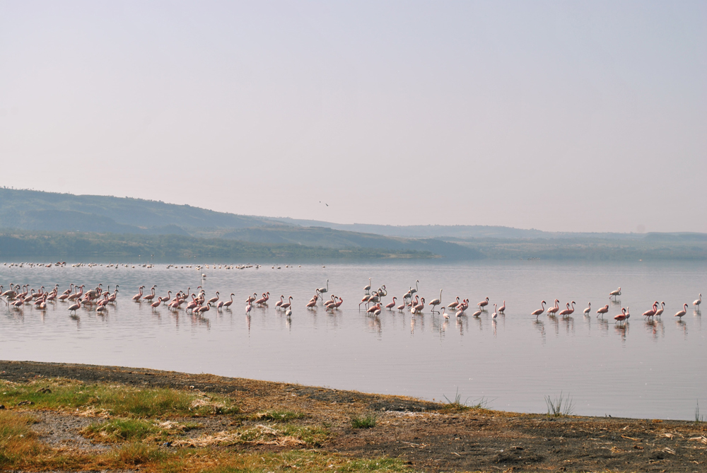 Lake Elementeita