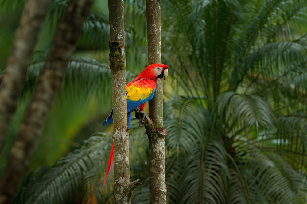 Ara in Costa Rica