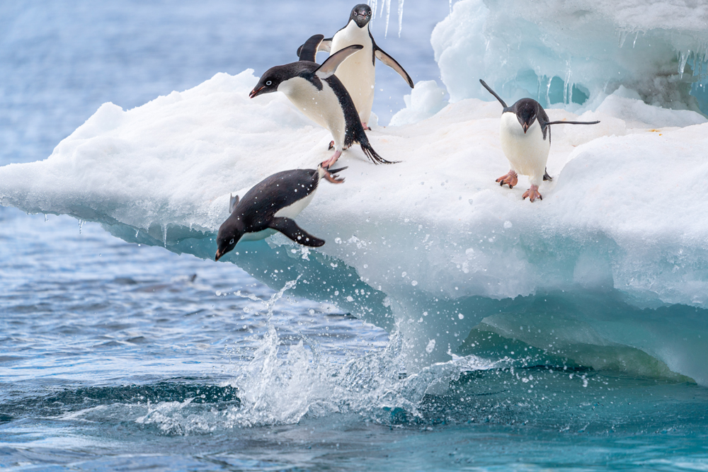 Pinguine springen ins Wasser