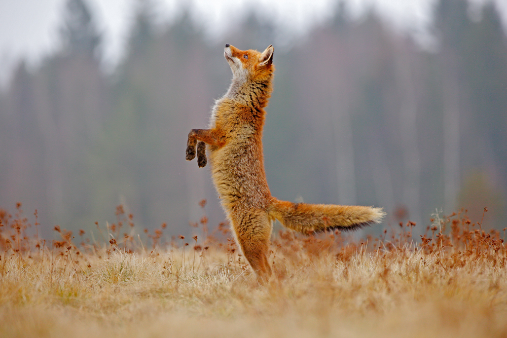 Fuchs in Norwegen