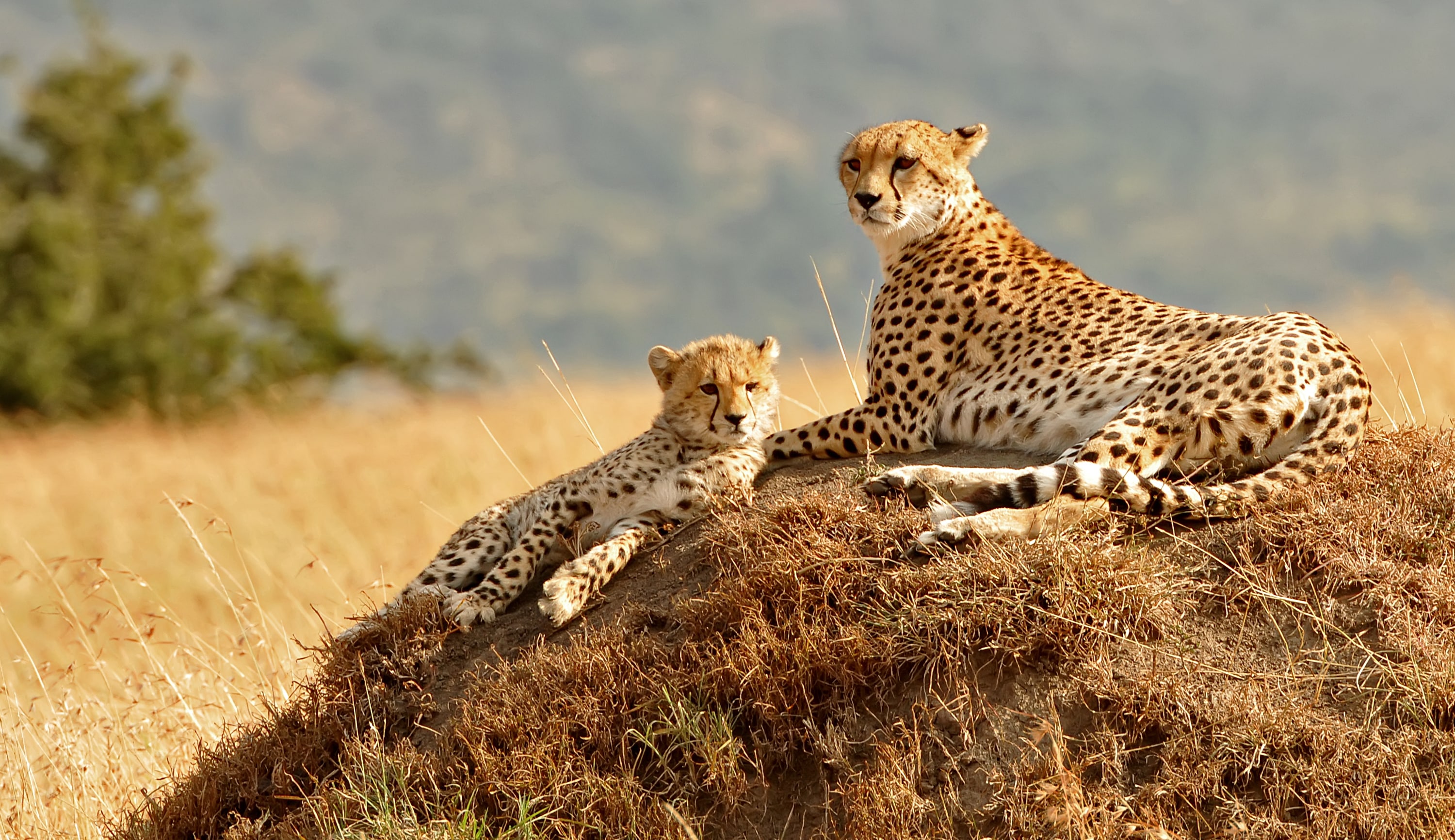 Geparden in der Masai Mara