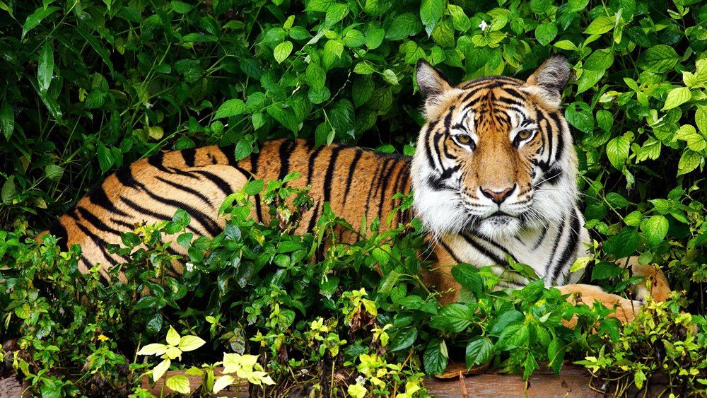 Indonesischer Tiger