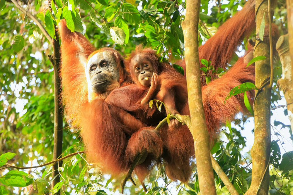 Orang Utan im Gunung Leuser Nationalpark