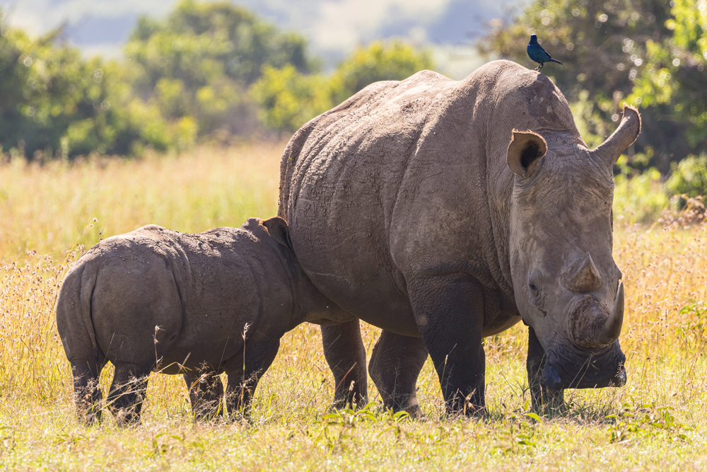  Nashorn im Solio Game Reserve