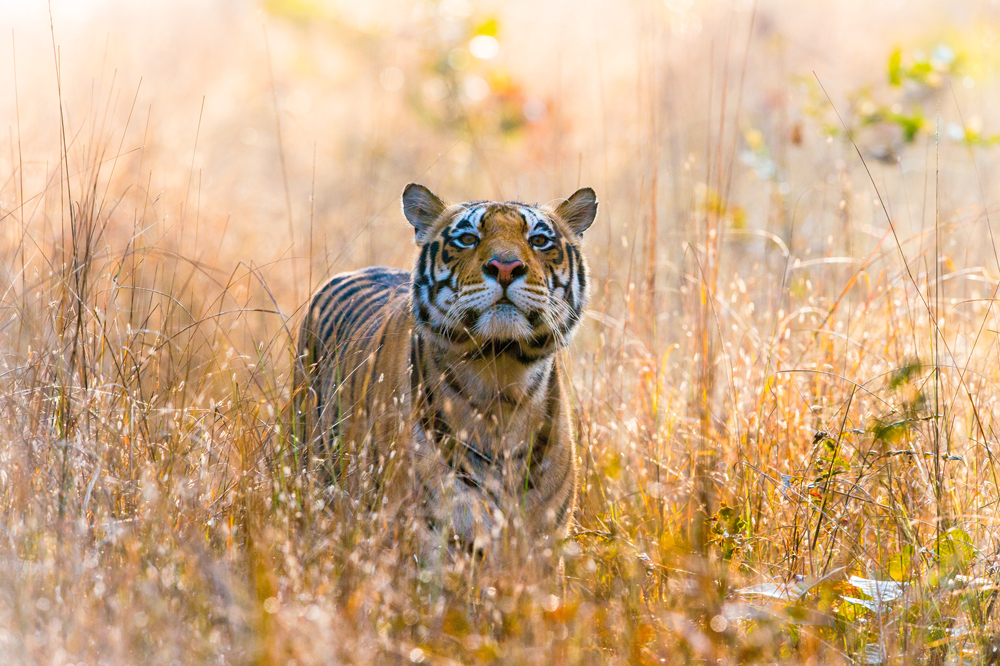 Tiger im Kanha Nationalpark