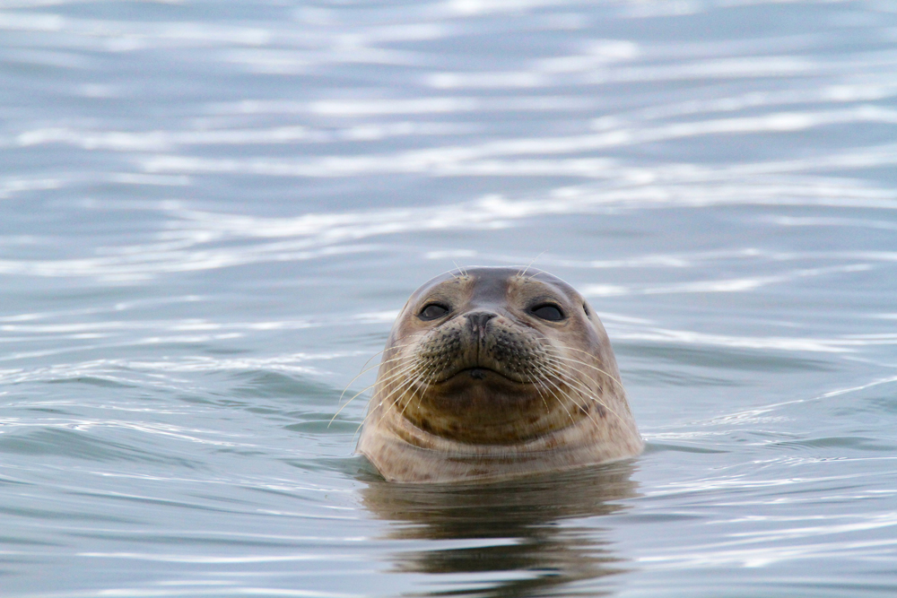 Robbe in Spitzbergen