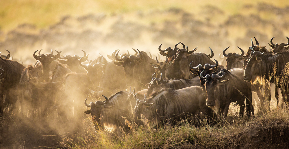 Big Migration Gnus