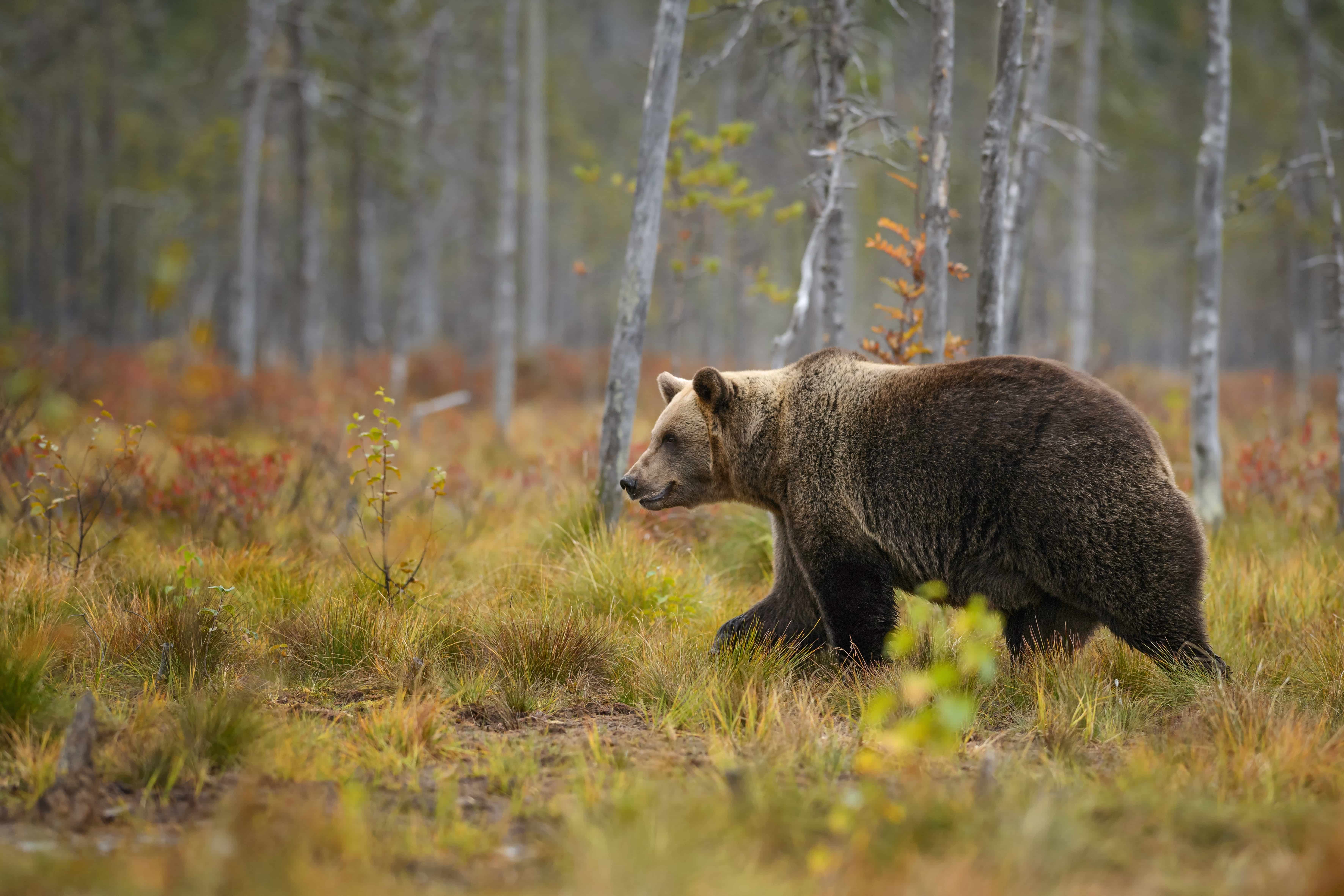 Braunbär in Estland