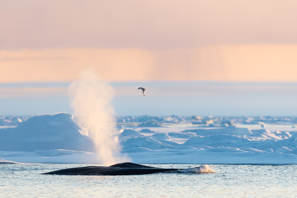 Wal in Spitzbergen