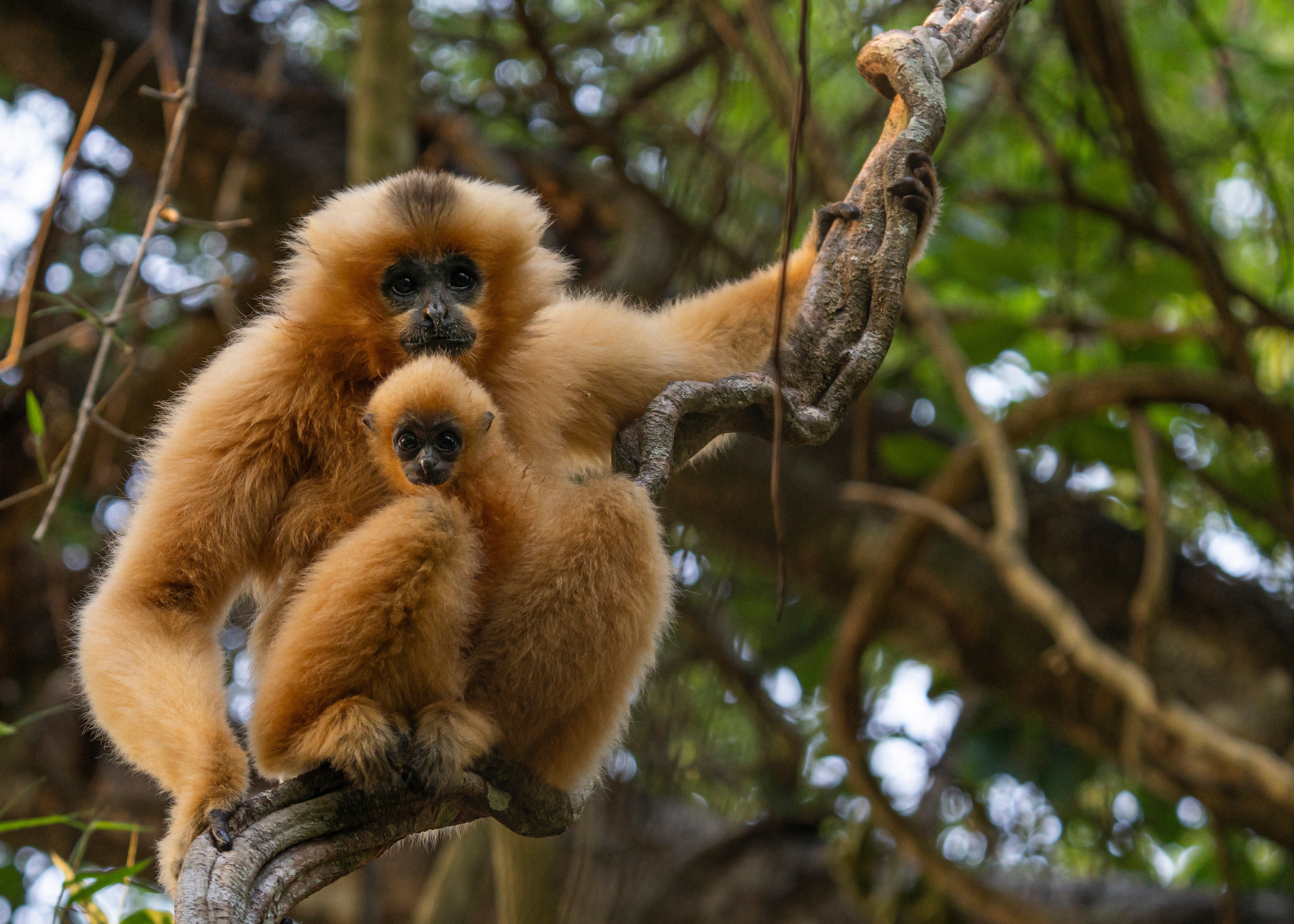 Gelbwangener Gibbon im Cat Tien Nationalpark