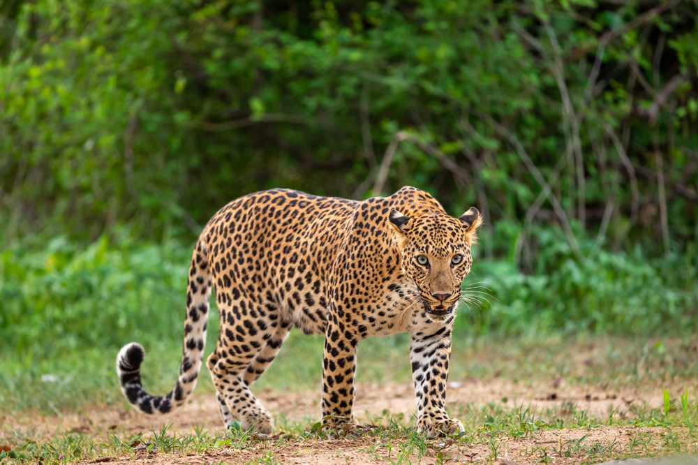 Leopard im Nationalpark