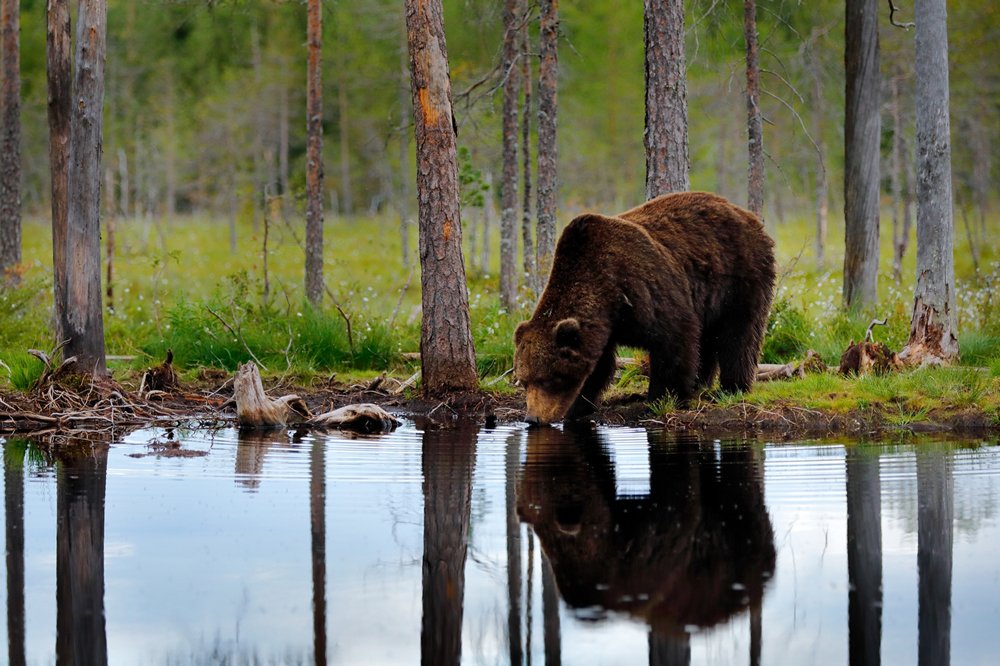 Bär in Schweden