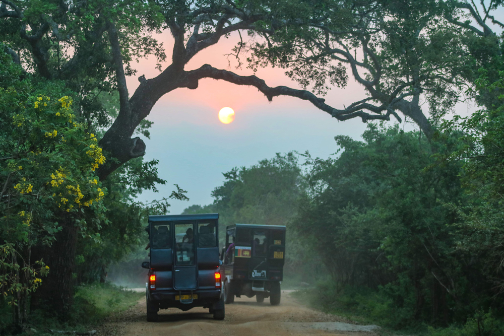 Safari Fahrzeug im Yala Nationalpark
