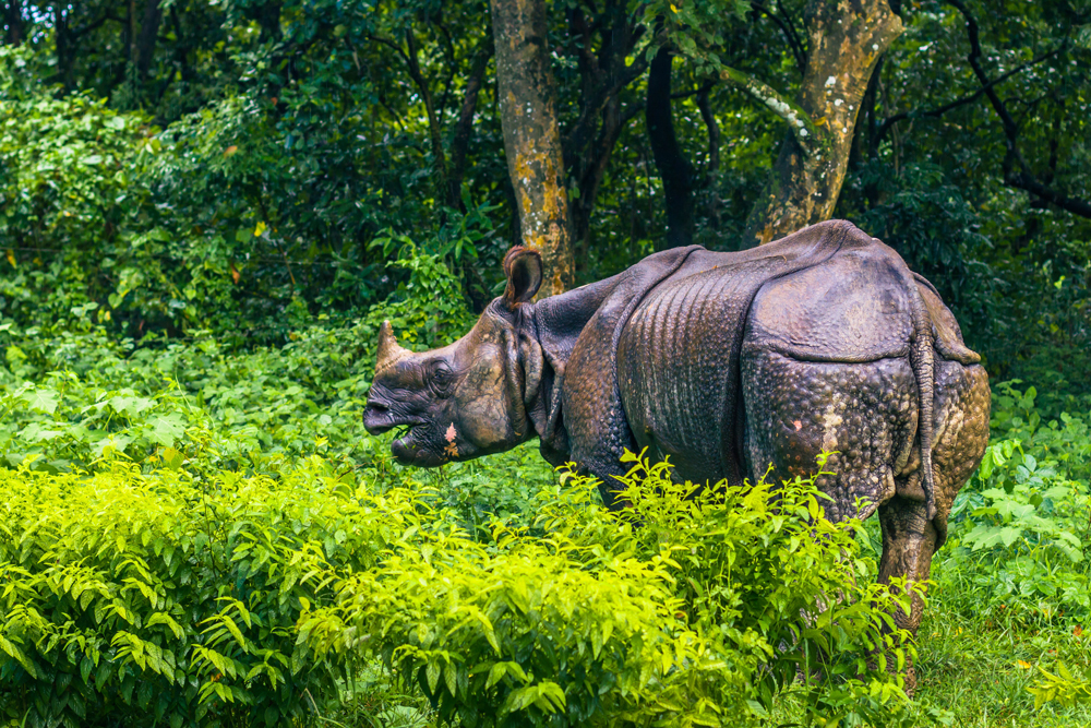 indische Rhinozeros im Chitwan Nationalpark