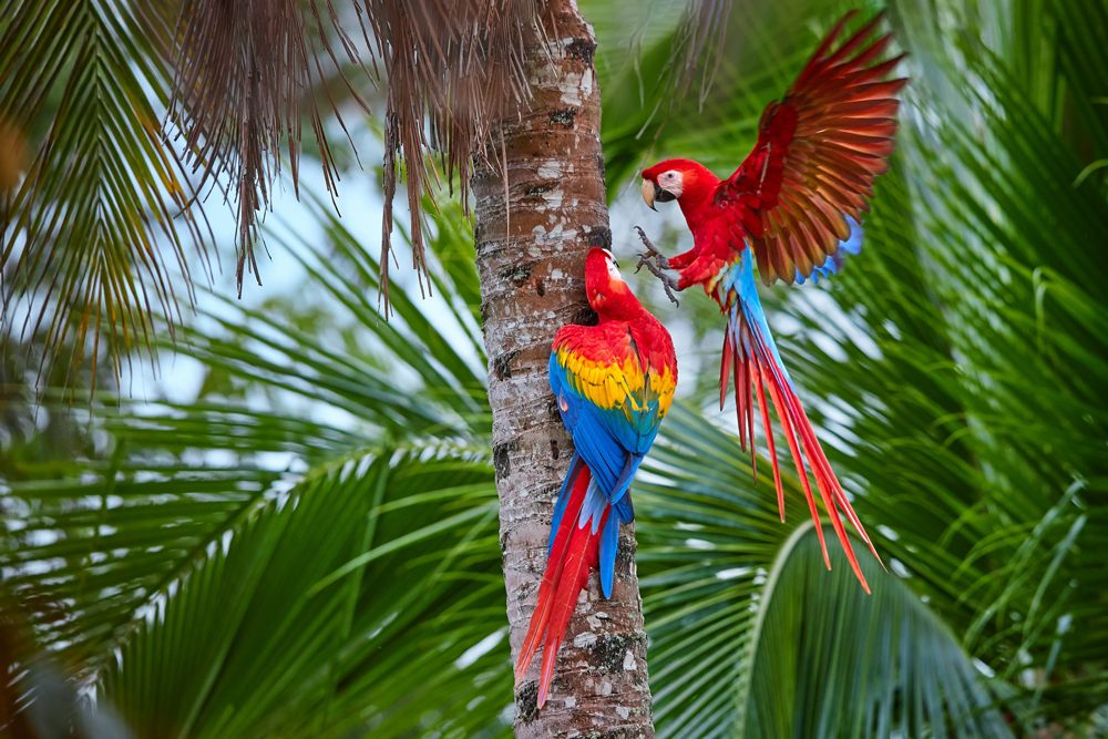 Vögel in Peru