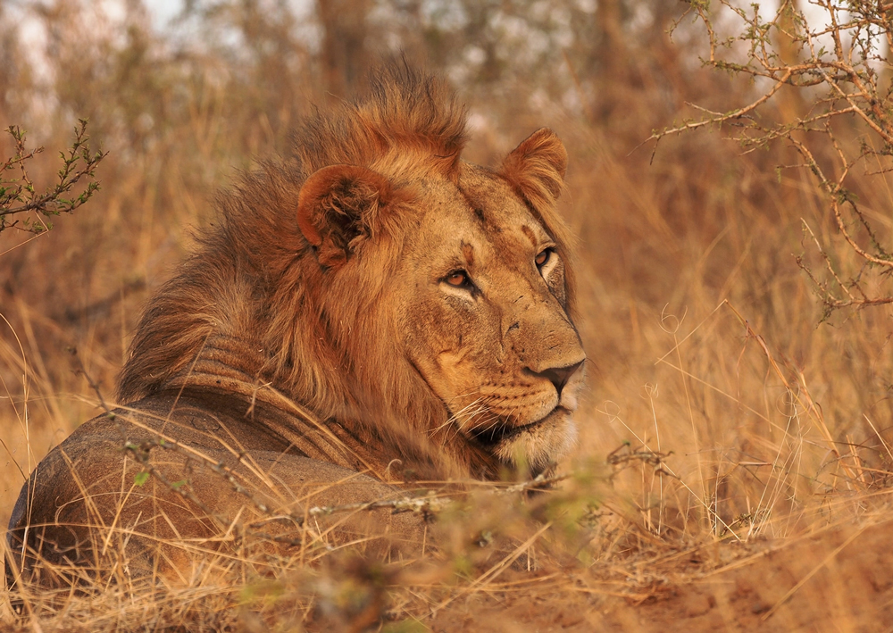 Löwe in Uganda